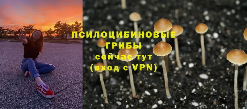 mega tor  Борисоглебск  Галлюциногенные грибы Cubensis 